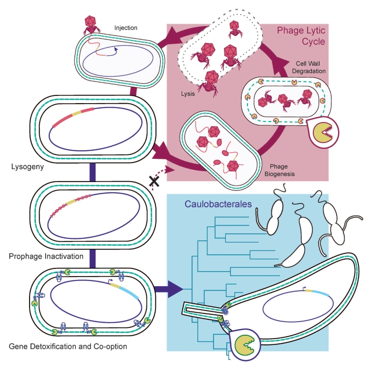 Illustration: The red section shows the lytic cycle, a process by which viruses kill bacterial cells to produce new virus particles with help from an enzyme, represented as a "Pac-Man" with razor-sharp teeth. In Caulobacterales, the enzyme's "teeth" are blunt, helping bacteria grow new stalks through the process shown in blue.