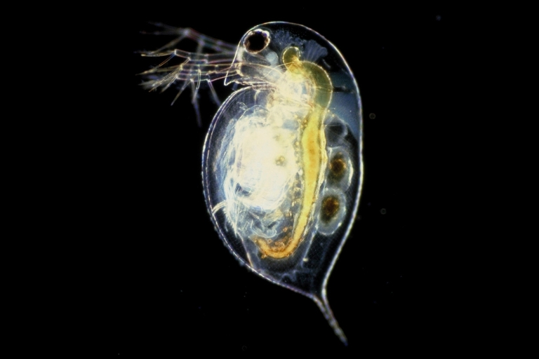 Daphnia.