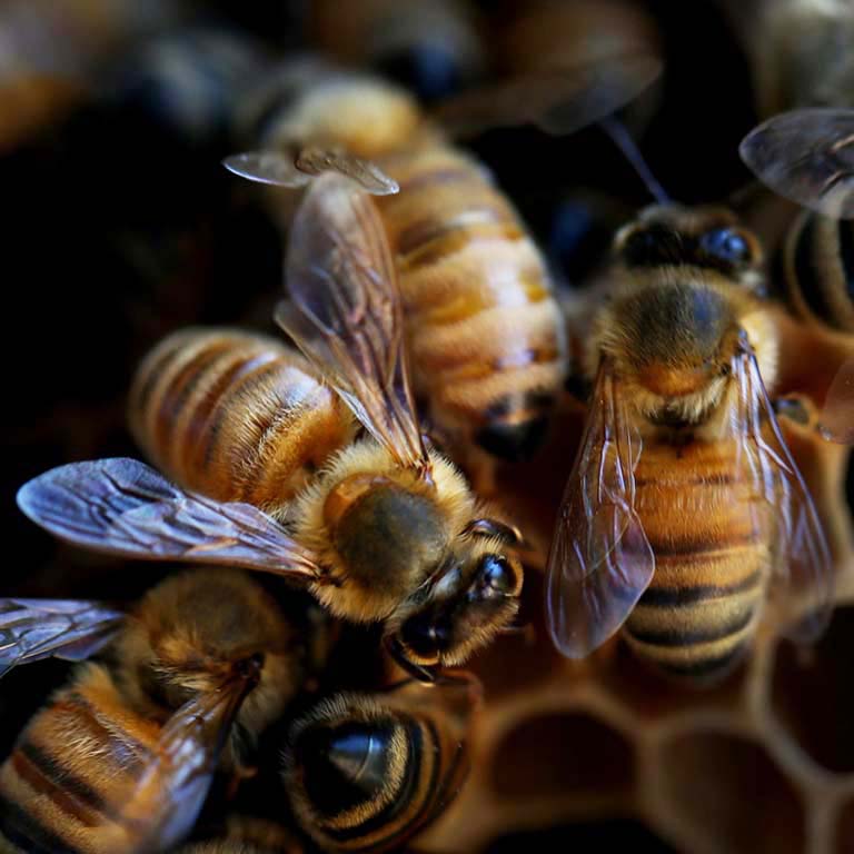 Honey bees. Photo by Lisa Maree Williams, Getty Images.