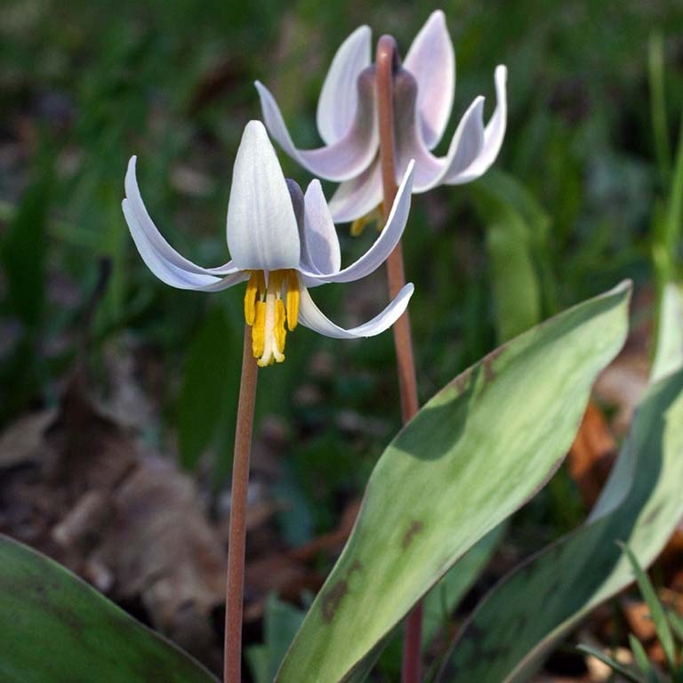 The white, nodding flowers of Erythronium albidum.