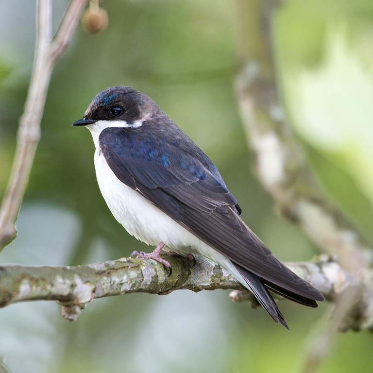 Female Tree Swallow by Roger Hangarter.