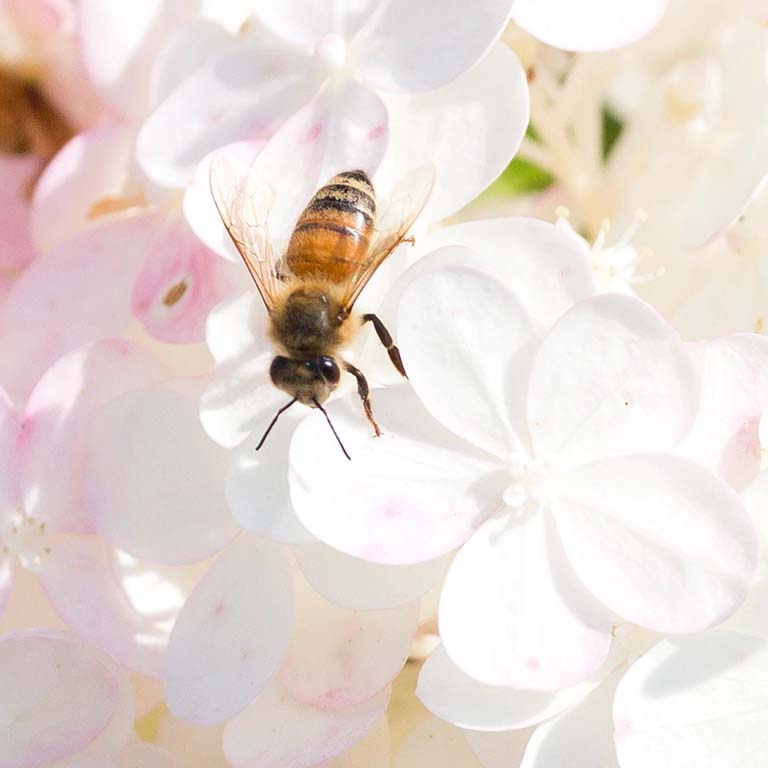 A honey bee stands on a white, 5-petalled flower among a cluster of flowers.