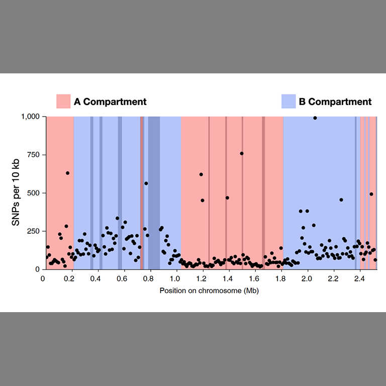 A linear representation of the Sulfolobus islandicus REY15A chromosome with the positions of A and B compartment domains indicated in red and blue respectively. Mutation rates as revealed by single nucleotide polymorphisms (SNPs) are represented on the y-axis.