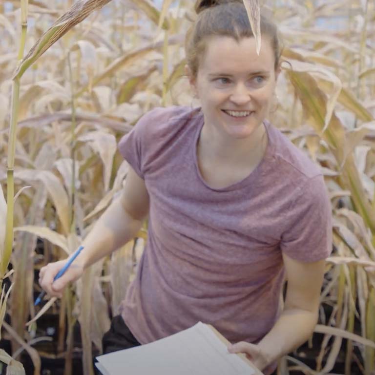 Lana Bolin carries a clipboard and pen as she walks through browning, mature corn plants in the greenhouse.