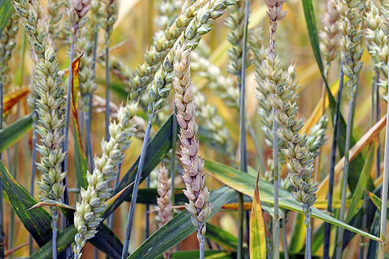 Wheat heads and leaves infected with Fusarium Head Blight.