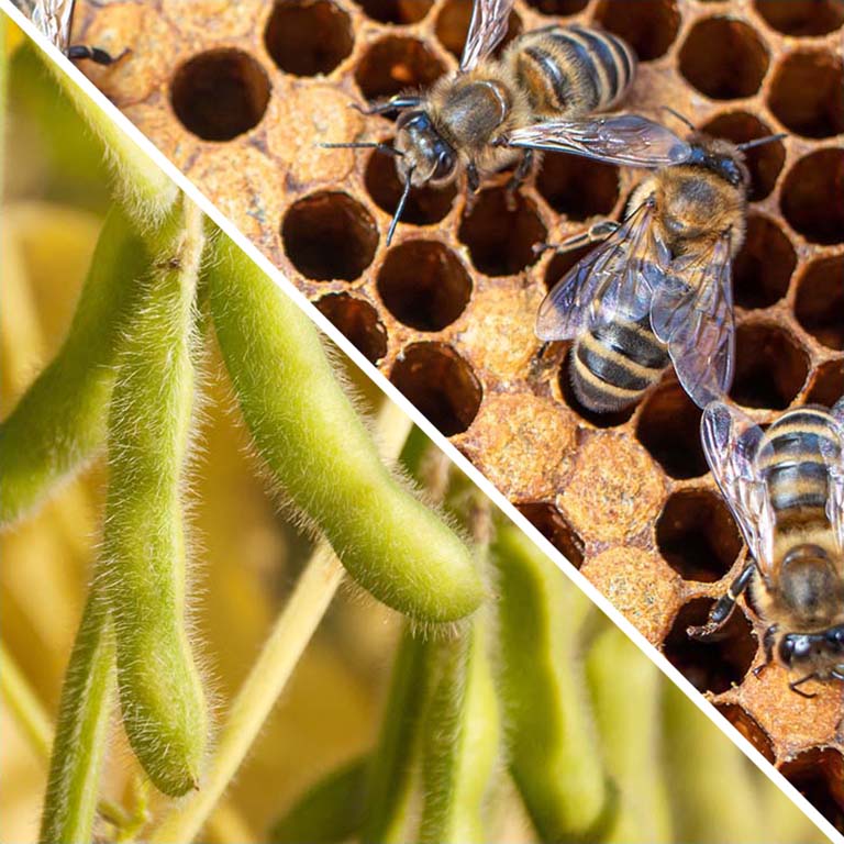 Split image:  Left side of diagonal split is ripening soybean pods on a plant; right side of split shows honey bees tending to brood on comb.