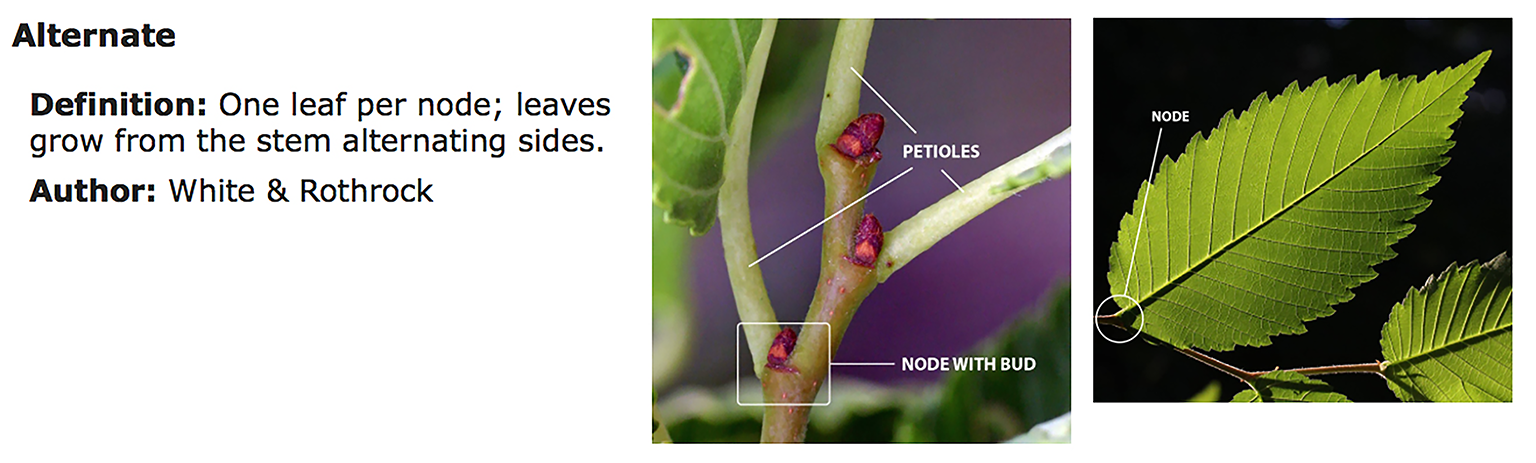 The glossary page from the Consortium of Midwest Herbaria website for 'Alternate' leaf arrangement includes the definition illustrated by a pair of labeled photos.