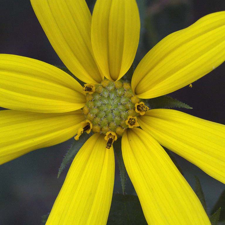 The yellow-petalled bloom of Helianthus tuberosus (common name: Jerusalem artichoke); photo taken by Robert Barber.