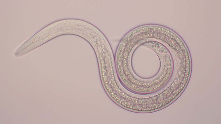 Steinernema nematode.