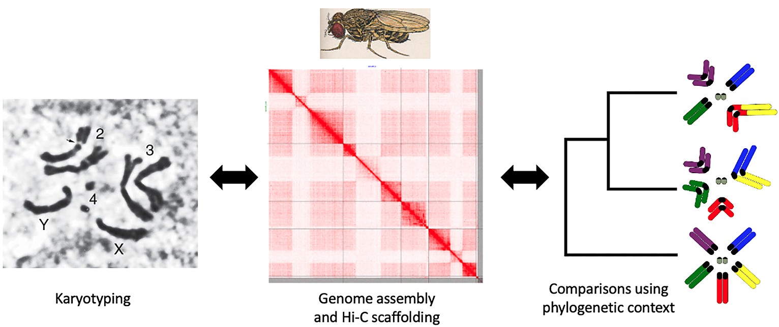 Comparisons of Drosophila genome structure: karyotyping, genome assembly and Hi-C scaffolding, and comparisons using phylogenetic context.