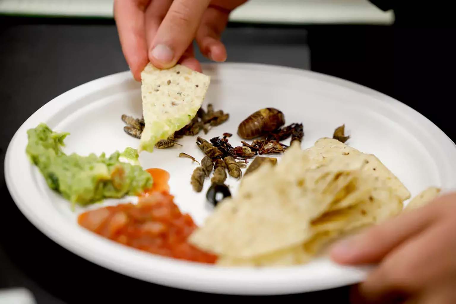 A plate with an assortment of insects, chips, and dip from the insect cuisine buffet during the final meeting of the lab section of Armin Moczek's entomology class.