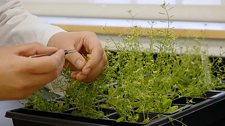 Luke Nikolov's left hand supports the flower stem of a plant while his other hand holds a pair of tweezers to aid in examining the bloom.