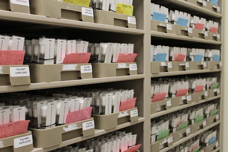 Shelves filled with clear glass vials of live fruit flies. White cotton stoppers close each vial. Vials are grouped in labelled trays. Individual vials are each marked with a white tag.  Yellow, pink, blue, or green index cards with data about the flies stick out from the front of each tray.