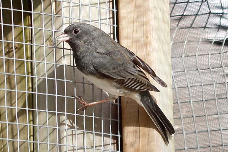 Dark-eyed Junco.