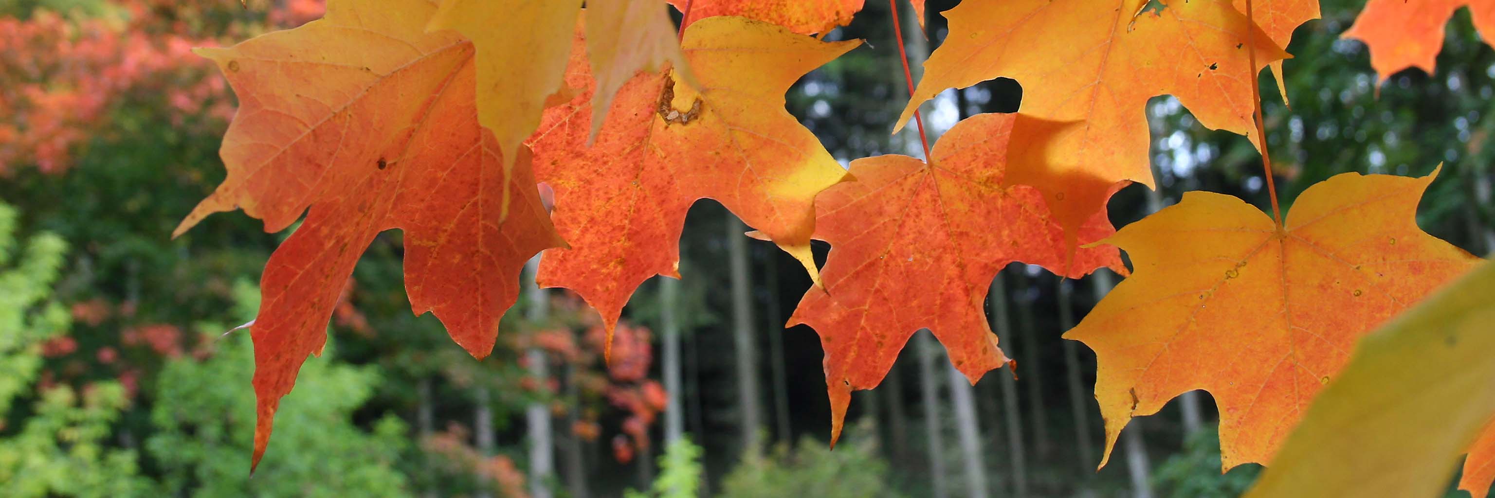 Colorful sugar maple (Acer saccharum) leaves in autumn.  By Jean-Pol Grandmont, Wikimedia Commons.