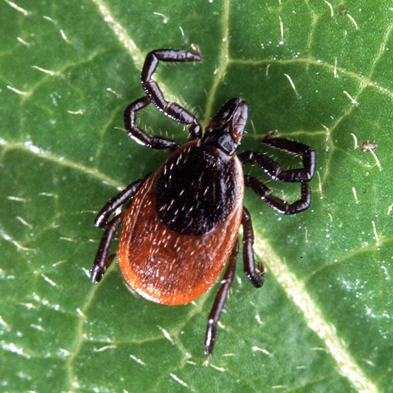 Deer tick sits on a leaf.