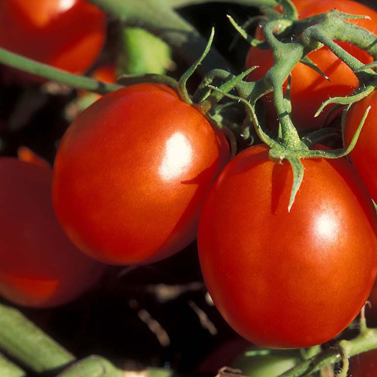 Tomatoes on the vine.