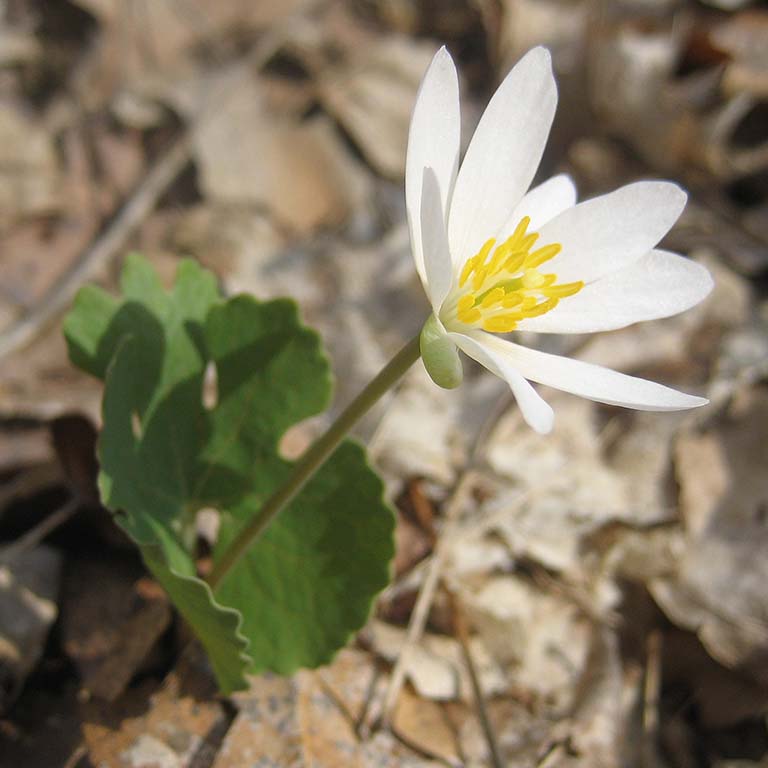 Bloodroot plant (Sanguinaria canadensis) with bloom.