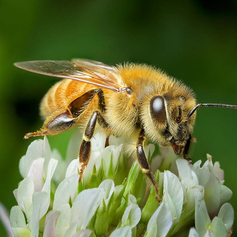 Honey bee on a clover blossom.