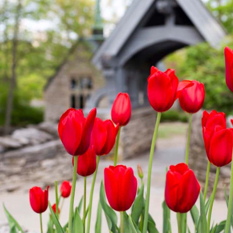 Red tulips bloom in the foreground; IU's Beck Chapel is in the background.