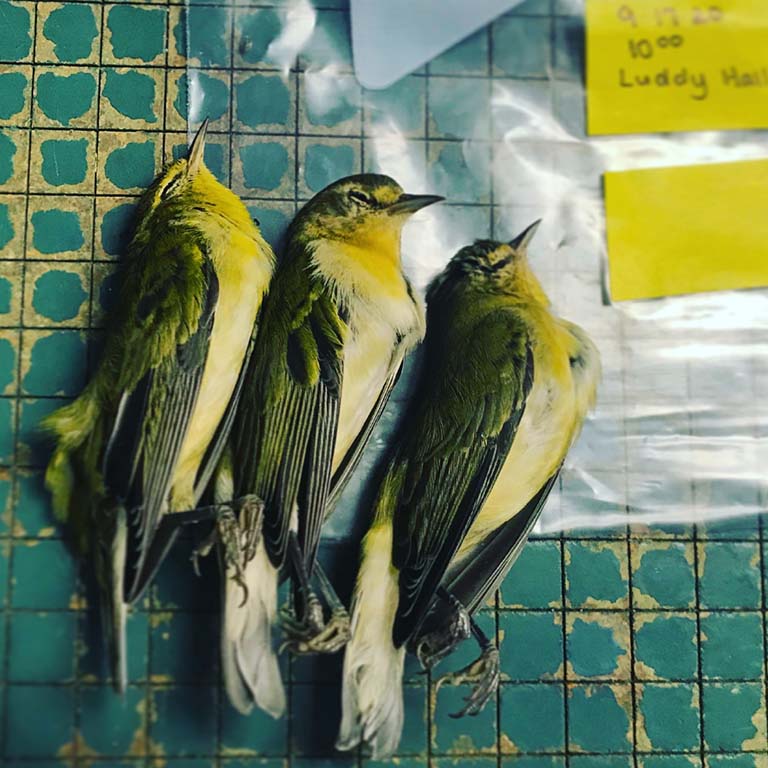 The bodies of three warblers who died from striking windows on the IU Bloomington campus's Luddy Hall lie together next to a tag that reads: 9-17-20, 10:00, Luddy Hall.