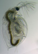 Daphnia