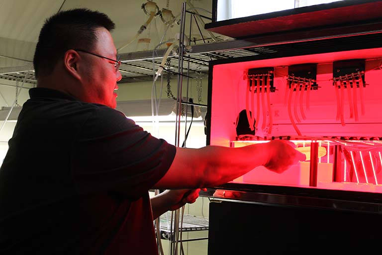 A teacher develops a research-based lesson plan for his high-school classroom using photoplankton and their responses to different wavelengths of light at the Biology Summer Institute at the IU Department of Biology.