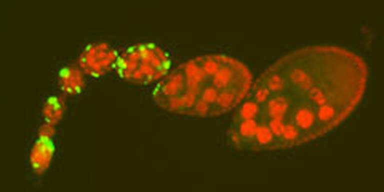 chromosomes ovary