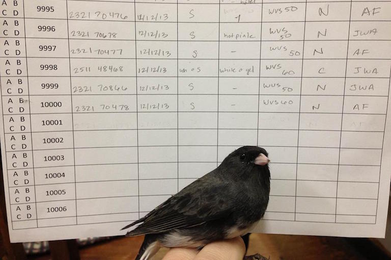 For over 40 years, Ellen Ketterson has studied dark-eyed juncos in the Appalachian Mountains. A yearly census at the lab’s site has inventoried and monitored the population of dark-eyed juncos at Mountain Lake Biological Station in Pembroke, VA. The bird photographed here is the 10,000th bird to be caught as part of the censusing process! Photo credit: Adam Fudickar
