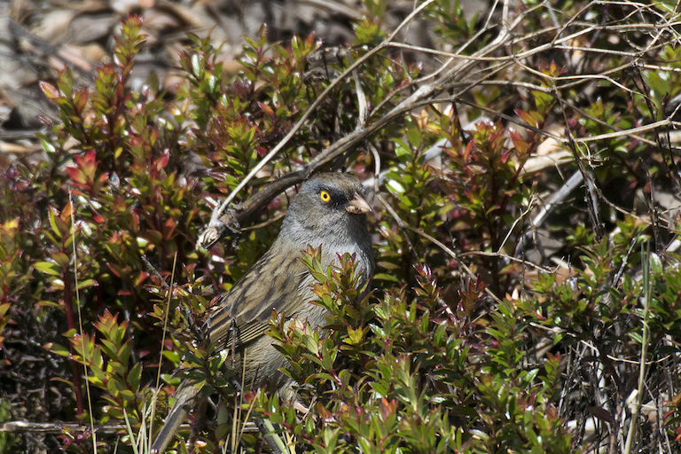 Volcano Junco (Junco vulcani) of Central America. Previously considered a subspecies of the  Dark-eyed Junco, recent works have found the Volcano Junco to be a different species. Photo credit: Roger Hangarter