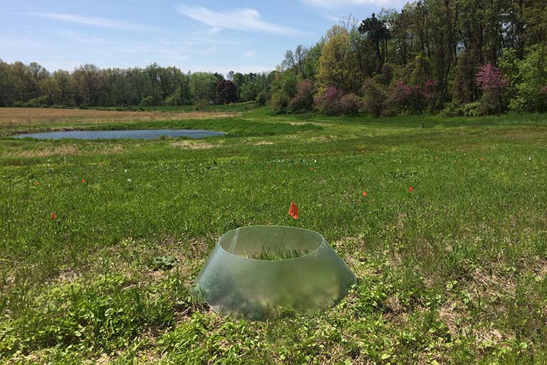 A clear cone with an open top surrounds a small area of prairie plants in a field at the edge of a wooded area.