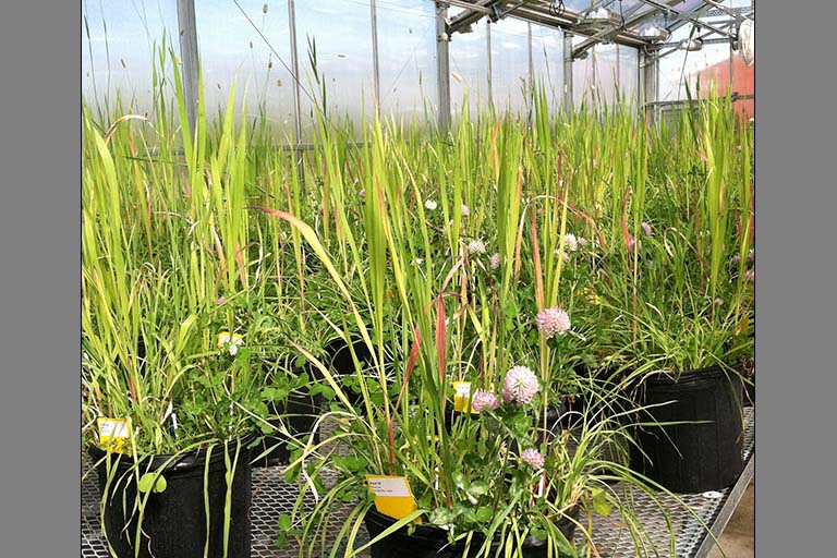 Many pots of plants on a table in a greenhouse.  These mesocosms simulate old field communities.