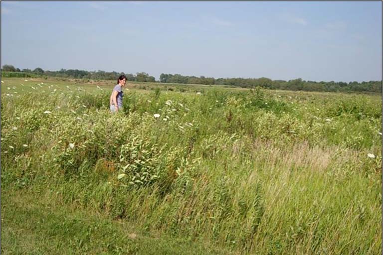 Jennifer Lau walks through the tall grasses and plants in an experimental field.