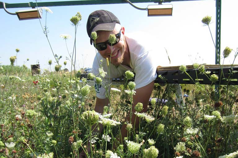A member of Lau's lab checks on the prairie plants in the field warming experiment. Warming lamps hang overhead.