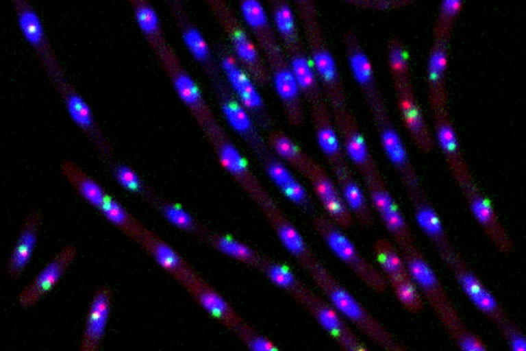 Chromosome organization and segregation during the replication cycle.