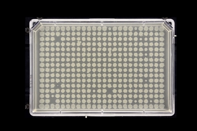 Identification and characterization of novel factors involved in chromosome biology.