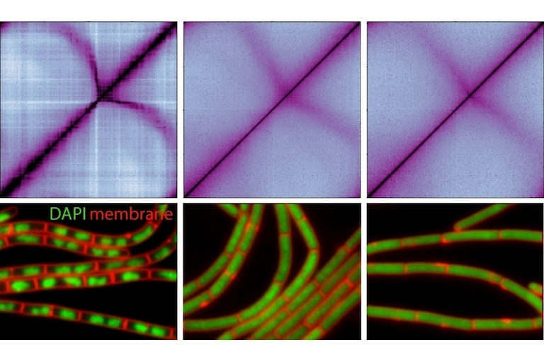 Molecular mechanism of chromosome packaging.