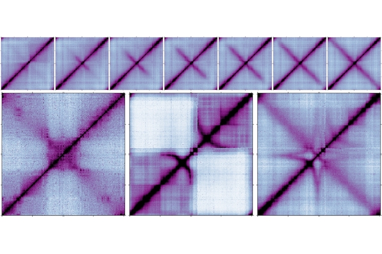 Chromosome folding during growth and development.