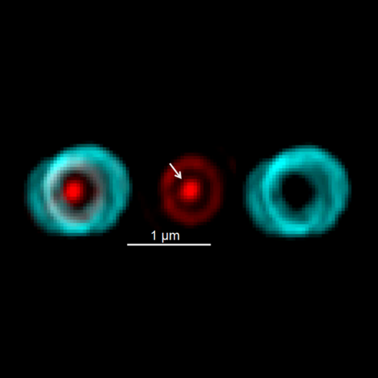 Saturn-like red patterns result from the separation of the PG synthesis machines in Streptococcus pneumoniae cells.