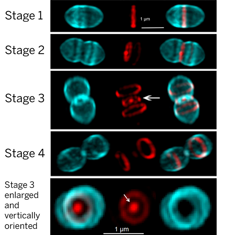 Super-resolution micrographs of S. pneumoniae cells labelled with probes for PG synthesis. Old and newly synthesized PG are blue and red, respectively. Separation of the PG synthesis machines results in the “Saturn-like” red patterns (arrows).