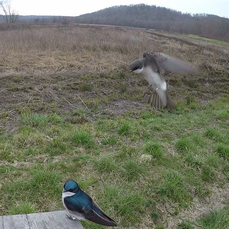 1-year-old, banded female return-chick (tree swallow) scoping for a nestbox.