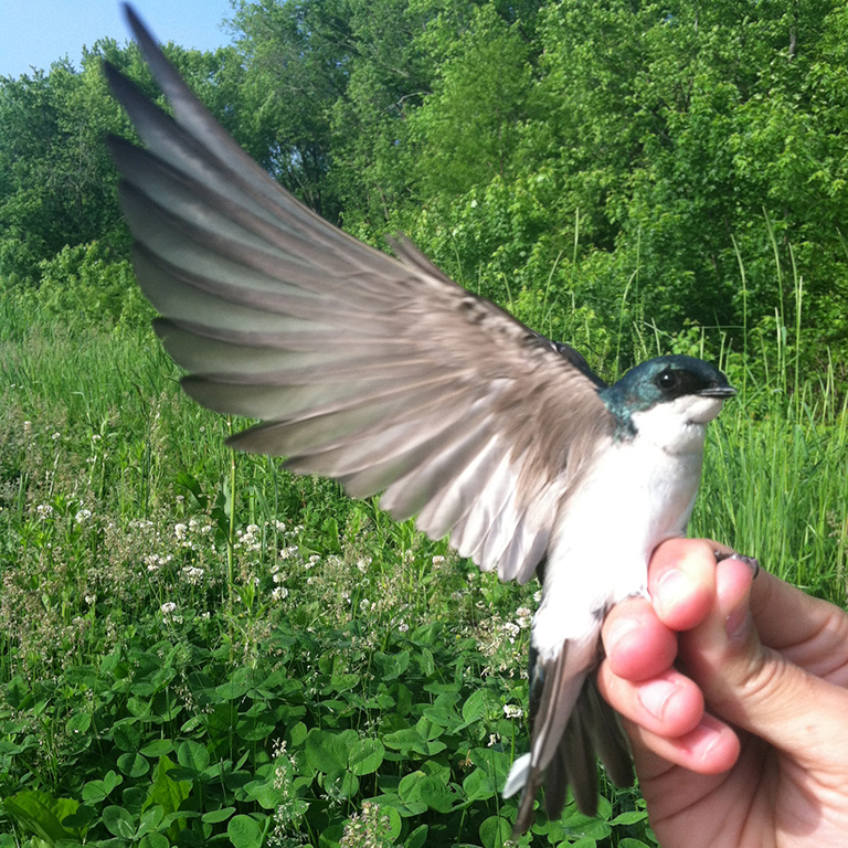 Adult tree swallow